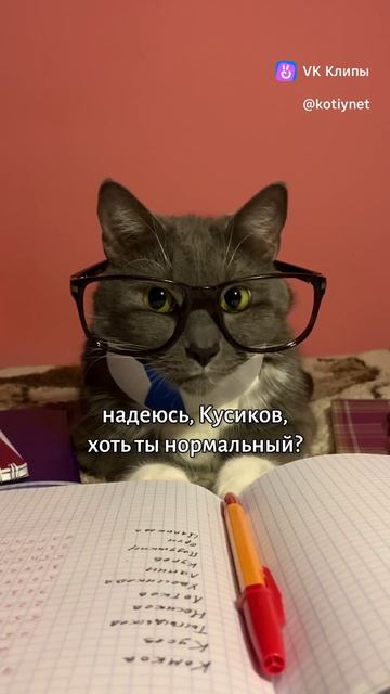 Котики в школе #kotiynet