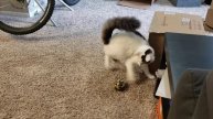 Tavi 'nip zoomies