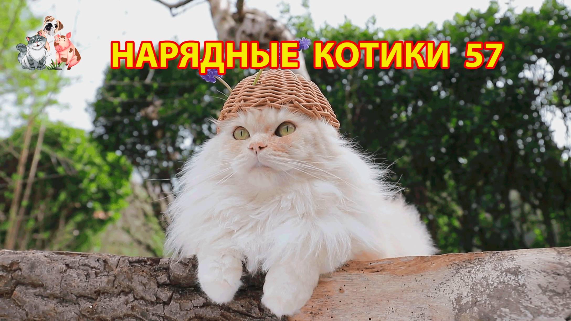 Нарядные Котики расслабляются на солнышке 🌞 🐈🐈⬛🐈 (57)