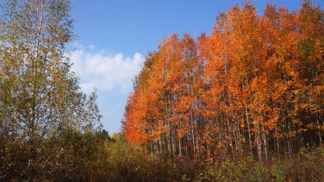 23.09.2023. Сентябрь в Заречном парке. Киров.