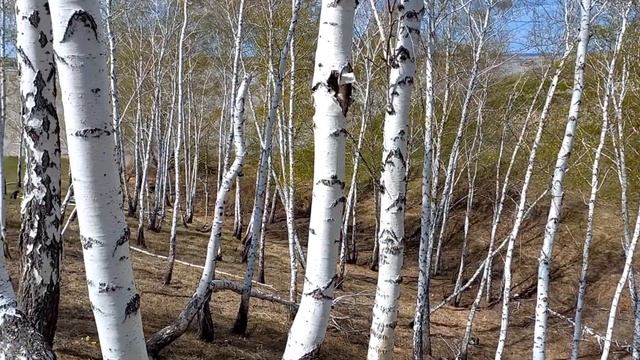 БОЛЬШАЯ ВОДА в Казахстане - озеро Крестовое - первые цветы