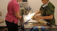 Feline Castration