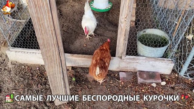 Курочки селяночки лучшие беспородные несушки 🥚 (28)