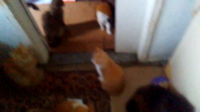 Приют Рыжий кот