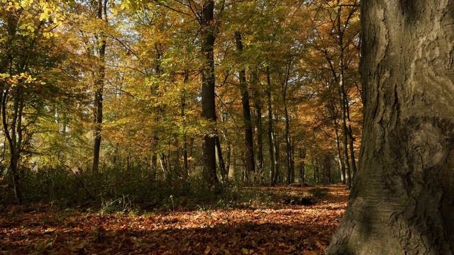 Видео для снятия стресса. Роскошный осенний лес радует красками. Умиротворение, пение птиц.