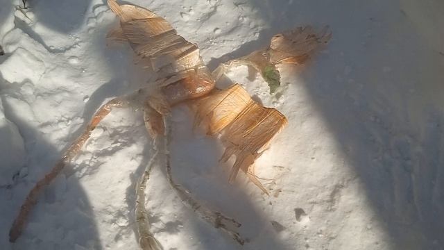 цаплязавр привет