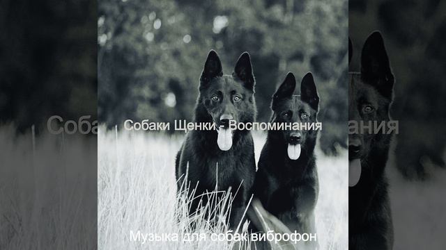 Мечты (Дрессировка собак)