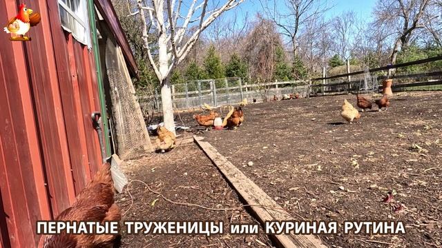 Куры несушки свободного выгула и их обычная куриная рутина – эпизод (94)