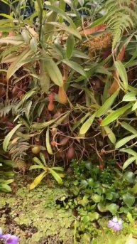 2025'03_Аптекарский огород 01.mp4