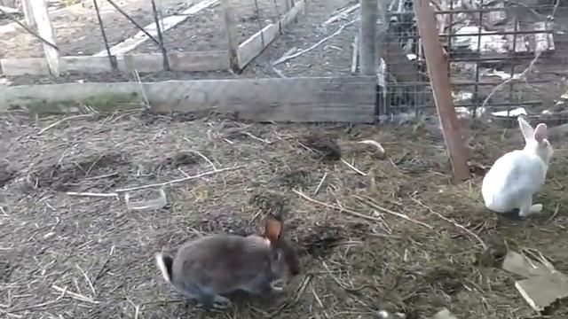 Зайчика отпустили на волю!