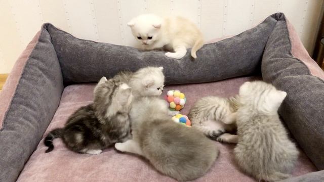 Котята кошка Кайли играют вечером. Им 23 дня.