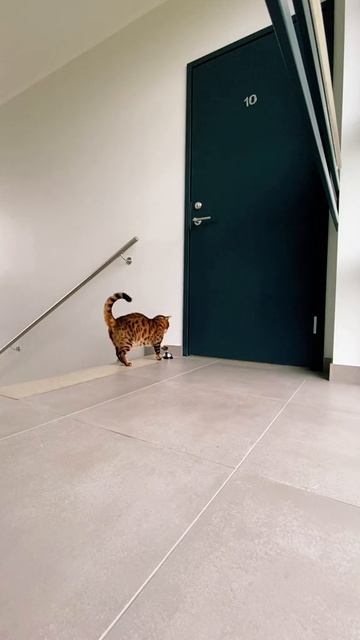 Возвращение блудного кота