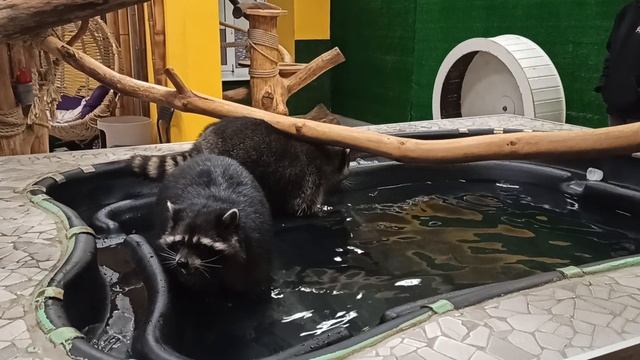 Два енота в ванне!