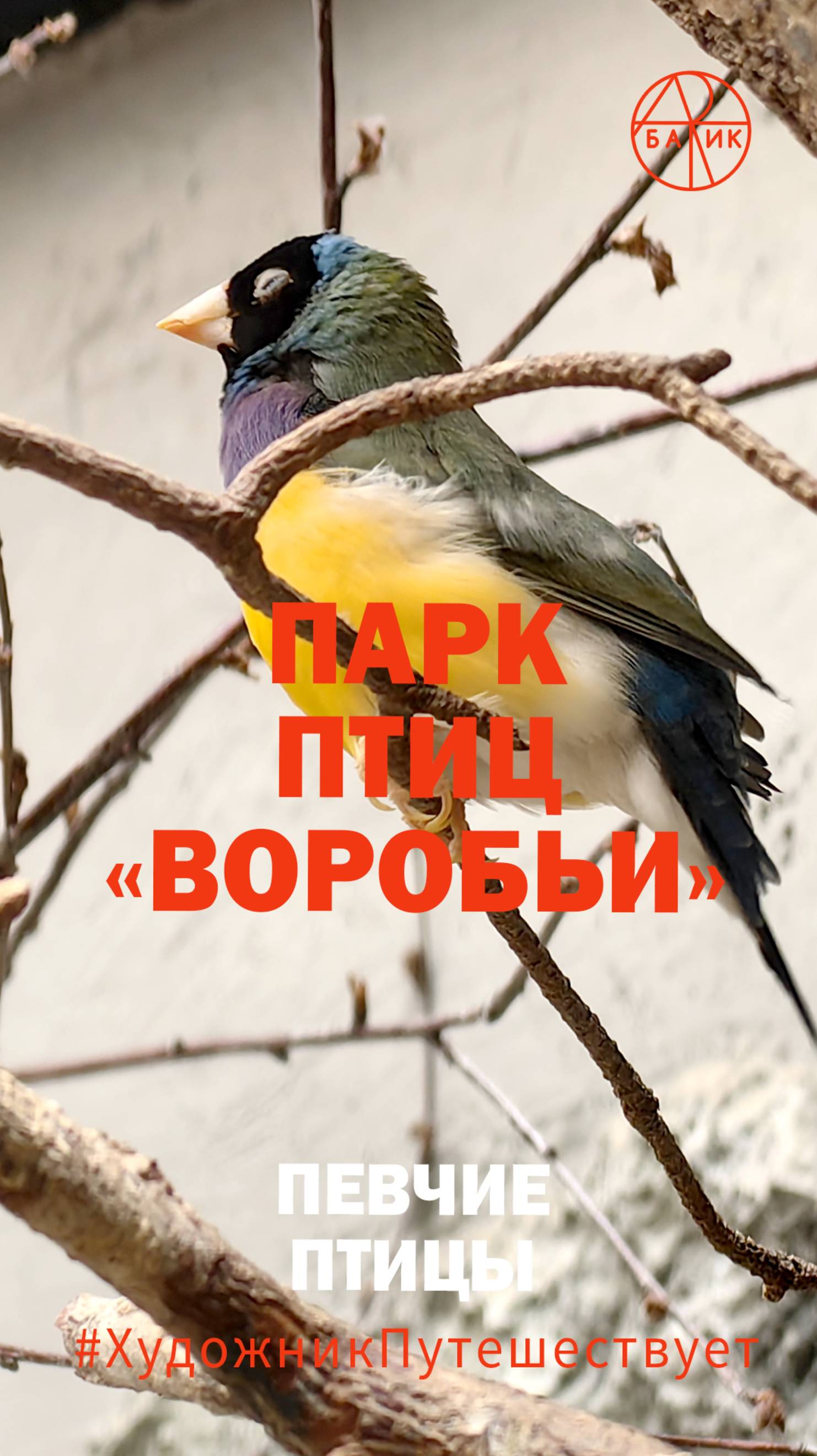 Певчие птицы. Поездка на машине в парк птиц «Воробьи», Калужская область