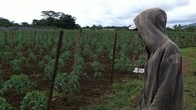 Paano mag tanim ng kamatis/ pag prunning at pag lagay ng  stick   #kamatis farming