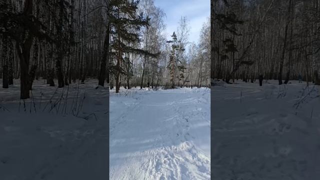 Последние дни зимы в городском лесу. 01.03.2025.Челябинск.