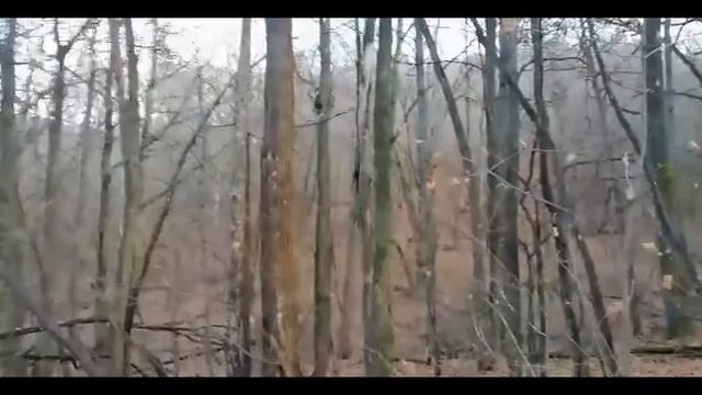 Работа Плаксы по зайцу.