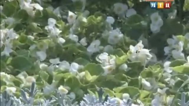 Автоматический полив у Храма Христа Спасителя