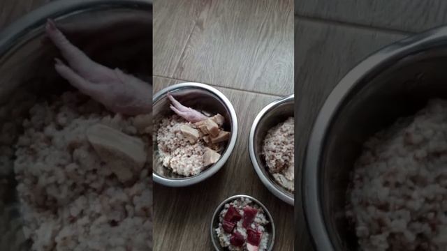 Чем кормить собак и кошек?
