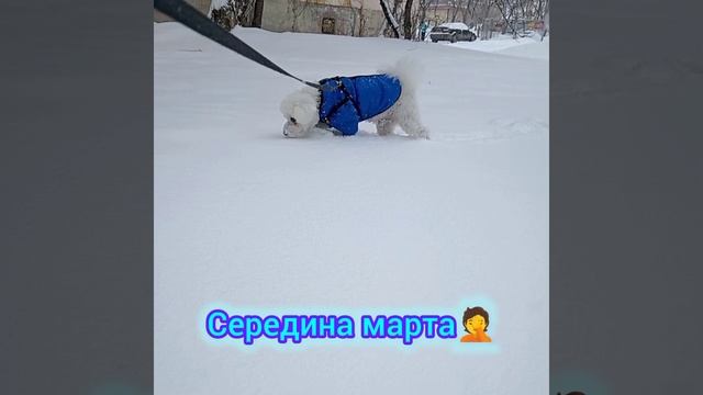 Опять середина марта. Снова снег!