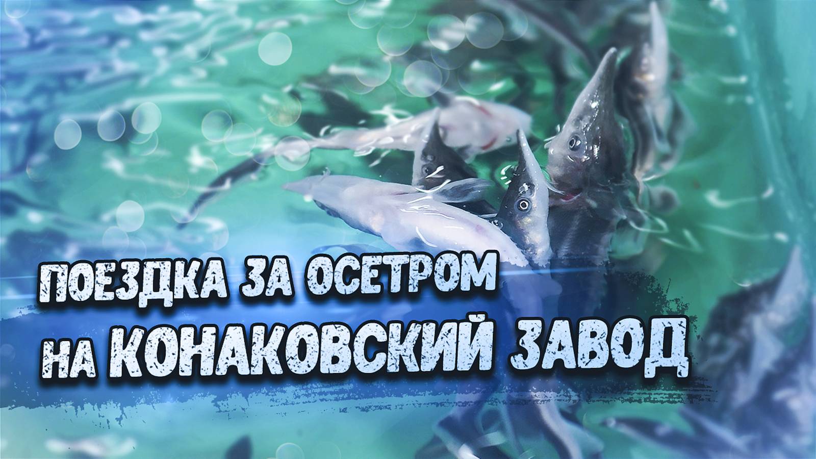 Поездка за Осетром на Конаковский завод