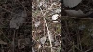❗Дождались первых грибочков - саркосцифы пошли в рост❗ #shorts #short #nature #funny #грибы #весна