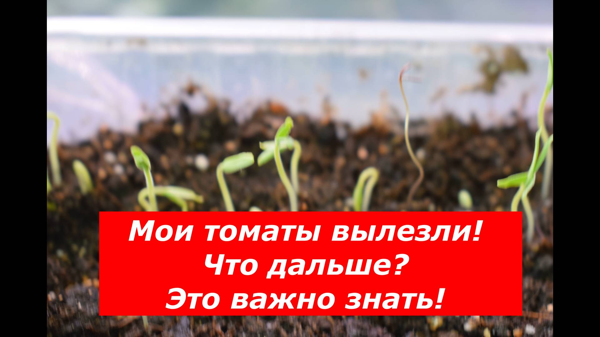 Три самых главных условия для рассады томатов. Это надо знать. #овощи #советы #рассада #томаты
