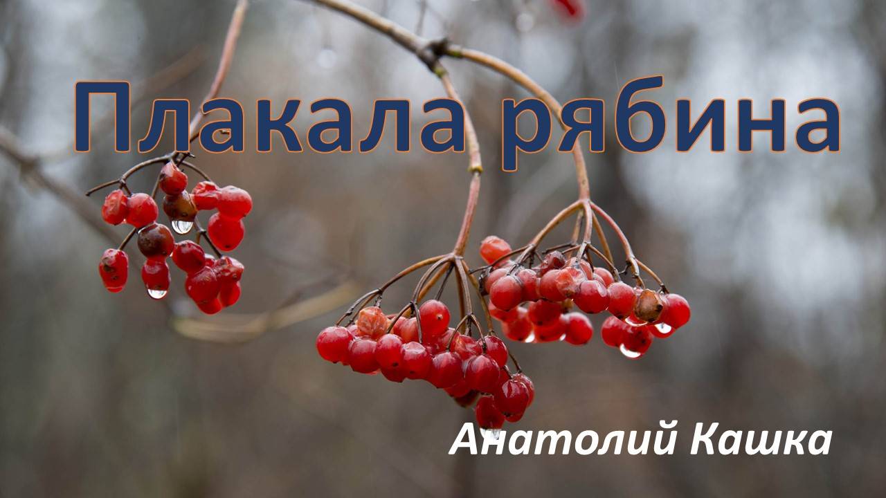 Плакала рябина.    Анатолий Кашка