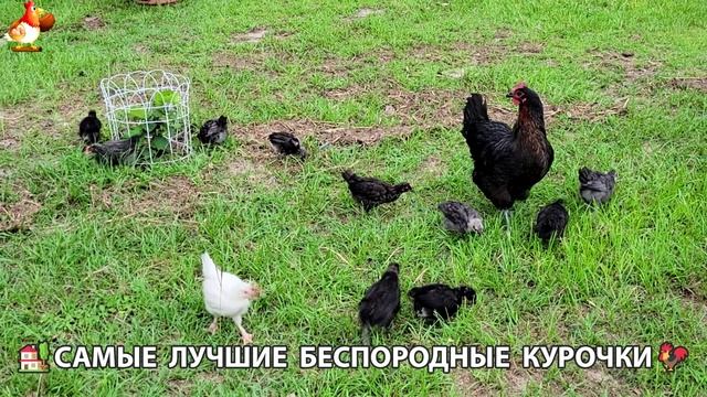 Курочки селяночки лучшие беспородные несушки 🥚 (27)