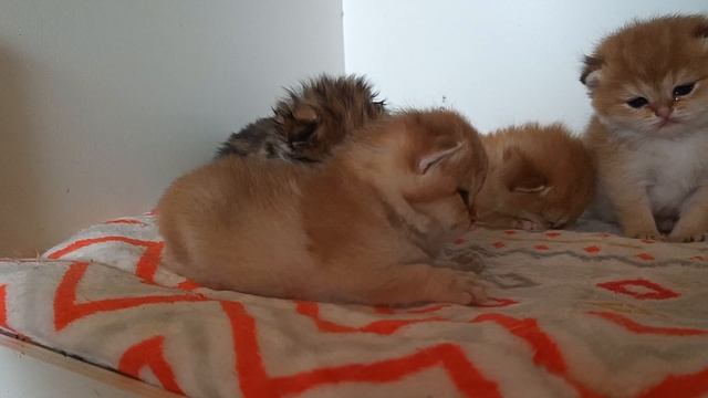 VID_20250310135030.mp4