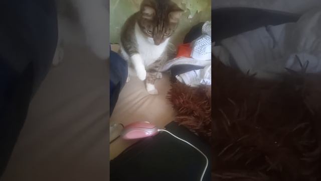 кот Рыся в гостях играет с мышкой