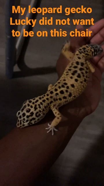 My leopard gecko Lucky did not want to be on this chair