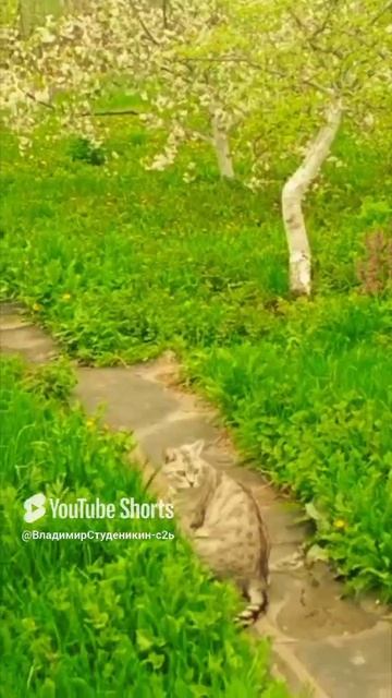 Летние каникулы 🦔🐅🐆🐯🦁🐈_⬛🐈🐱