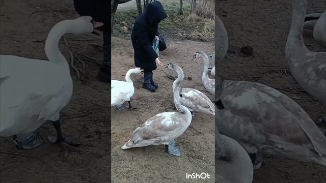 Вышли на берег отобедать.