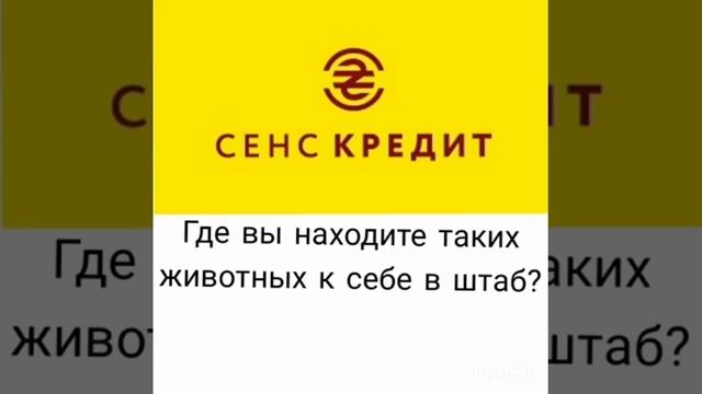 Как МФО СЕНС Кредит работает по первой просрочке