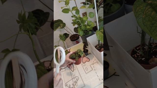 Покупка, фатсия японская по уценки Алоказия, Антуриум.