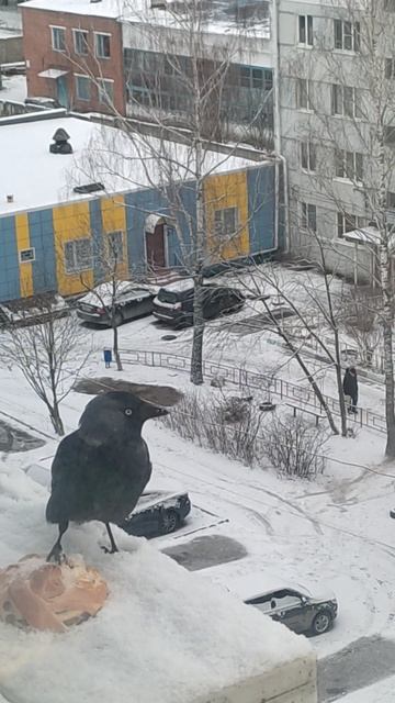 Голубоглазка