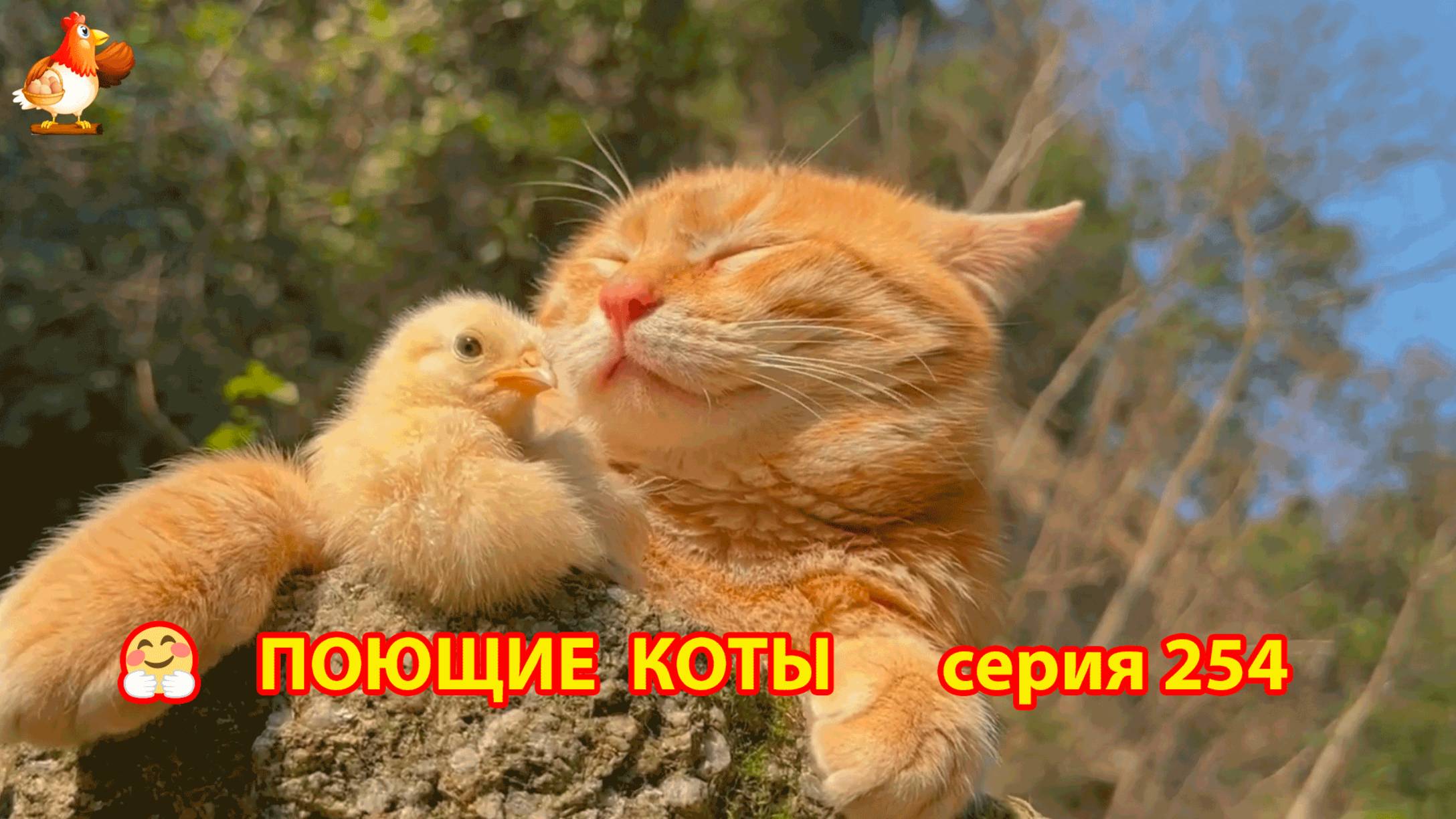 Крутые коты у птичьего двора серия (254) 🐈🐈😹 Природа Абхазии и подворье с птицами и животными ❣