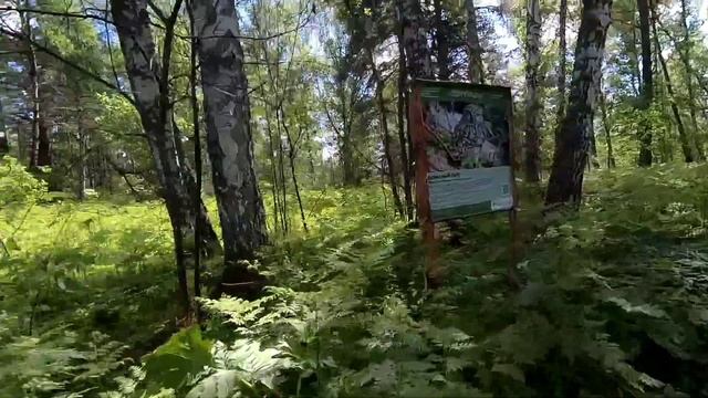 Зверобой. Вторая серия. Экологическая тропа.