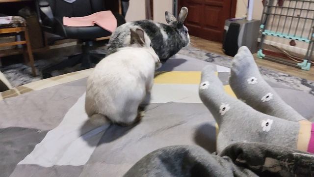 Бешеные КРОЛИКИ🐰🐇