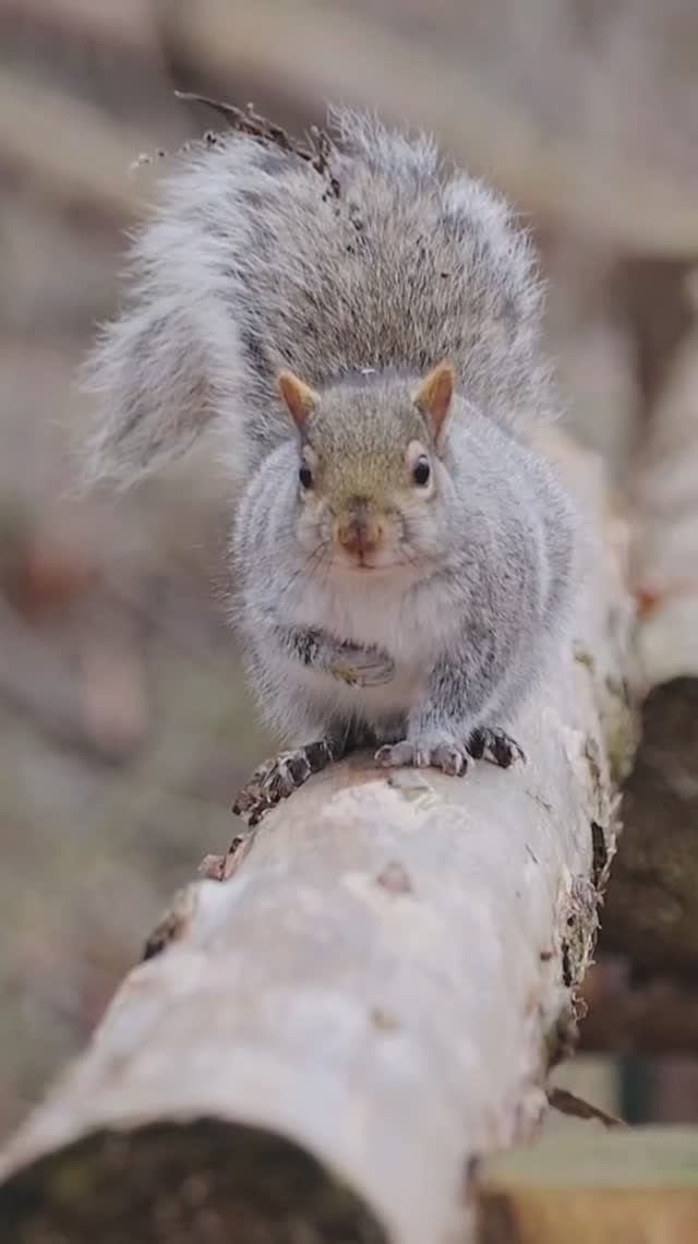 Убегающая белка