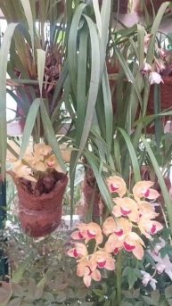 2025'03_Аптекарский огород 03.mp4