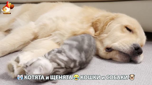 Котята и Щенята 😹 Кошки и Собаки ❣️🥰😂 (19)