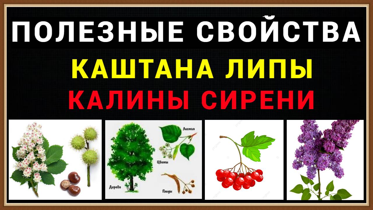 ПОЛЕЗНЫЕ СВОЙСТВА КАШТАНА ЛИПЫ КАЛИНЫ СИРЕНИ
