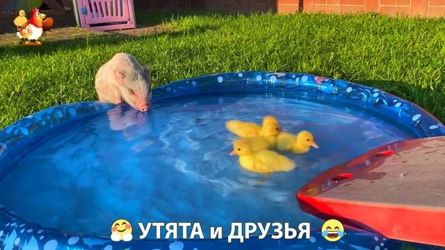 Утята с друзьями – мир нежных эмоций 🤗 эпизод (83)