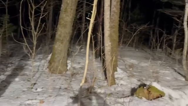 тигр съел человека