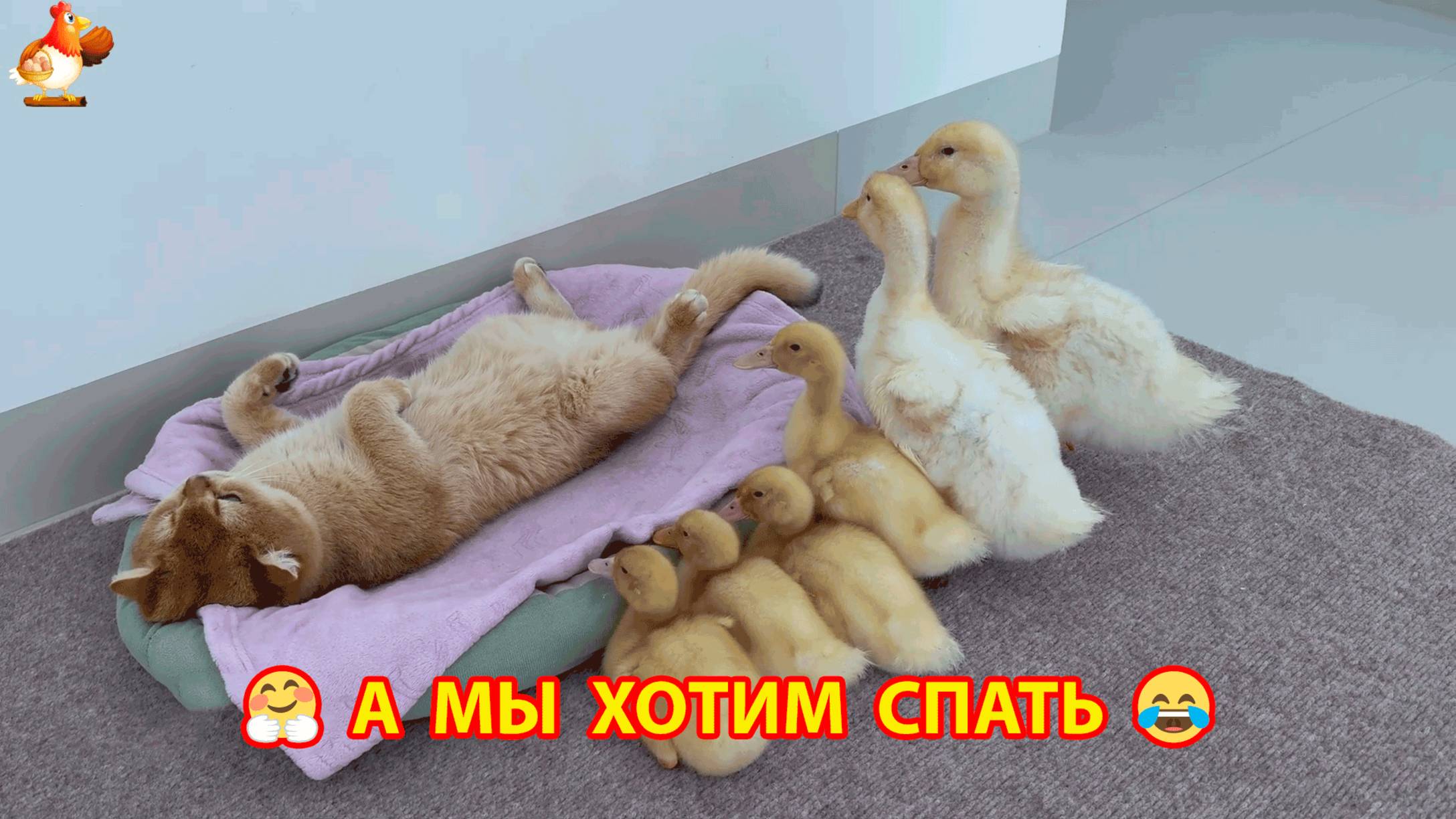 Утята после прогулки с Кошкой пришли спать домой ❣️🥰😂