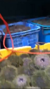 Крутые моменты, свежие поступления , смех и качество плачем к плечу