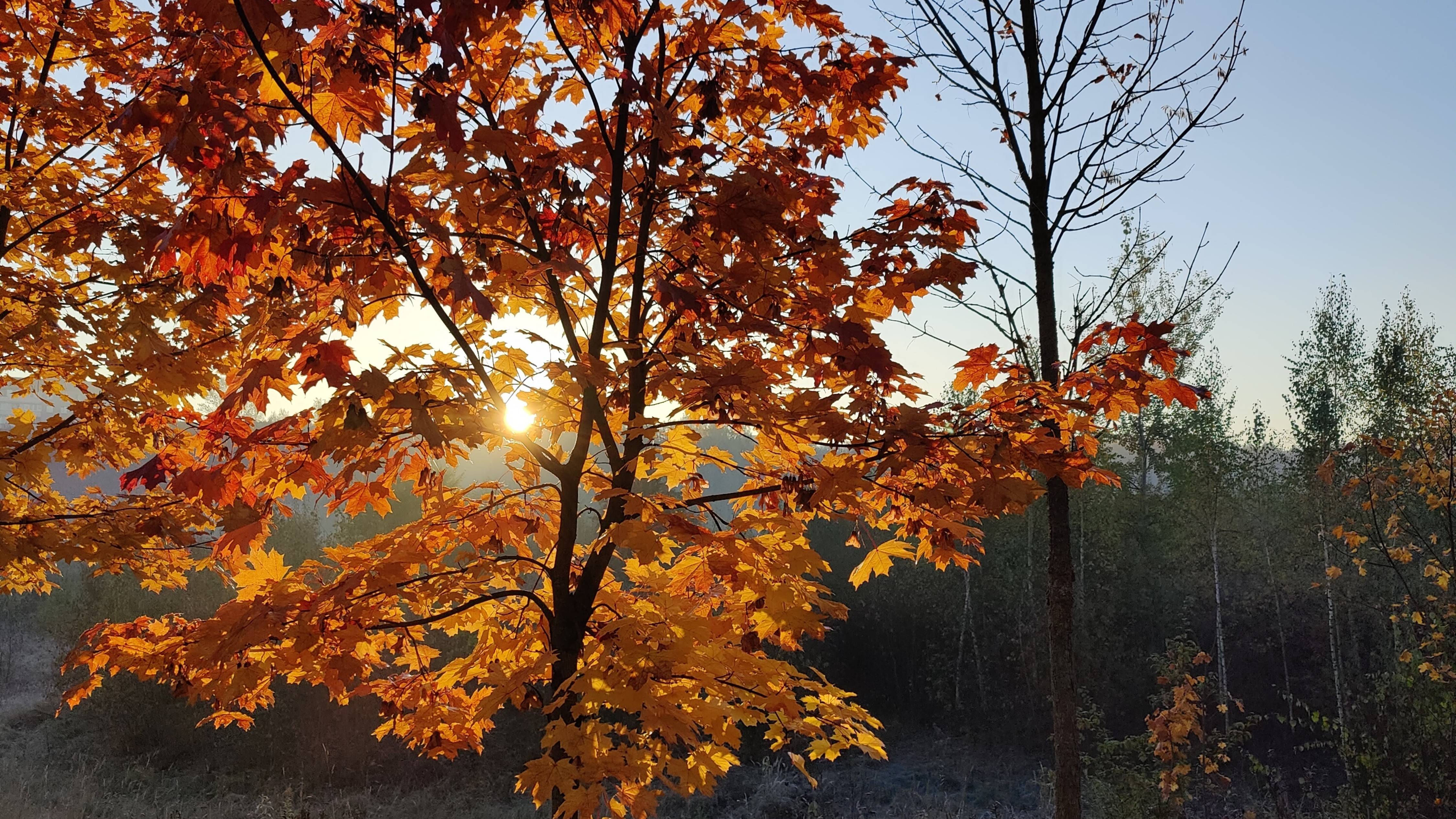 Песня "Тоска"