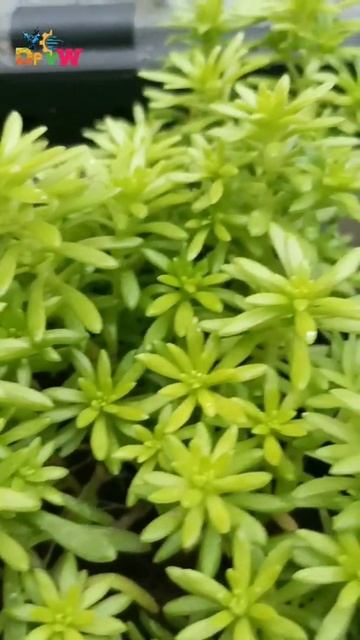 Golden Sedum Plant 🥰